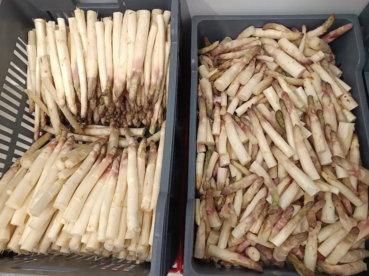 Asperges de notre exploitation